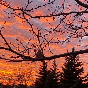 Meet your Posher, Shoma